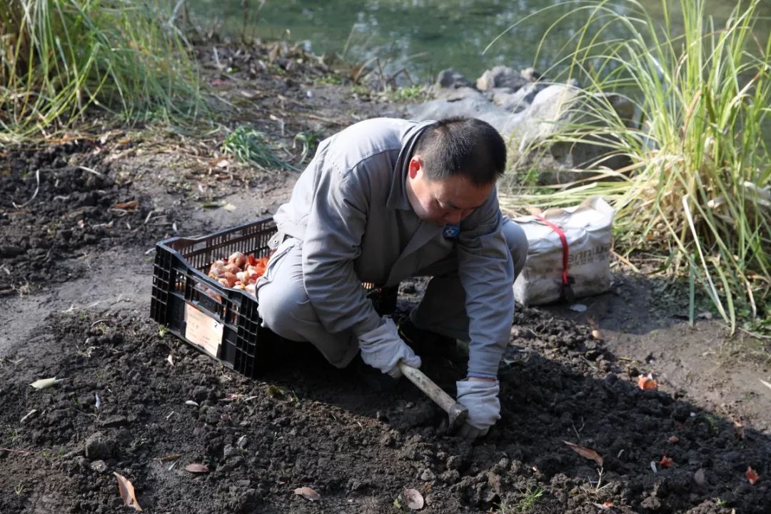 自1993年太子湾开始种植郁金香,詹旭亮就参与了,连续27年没落下过.