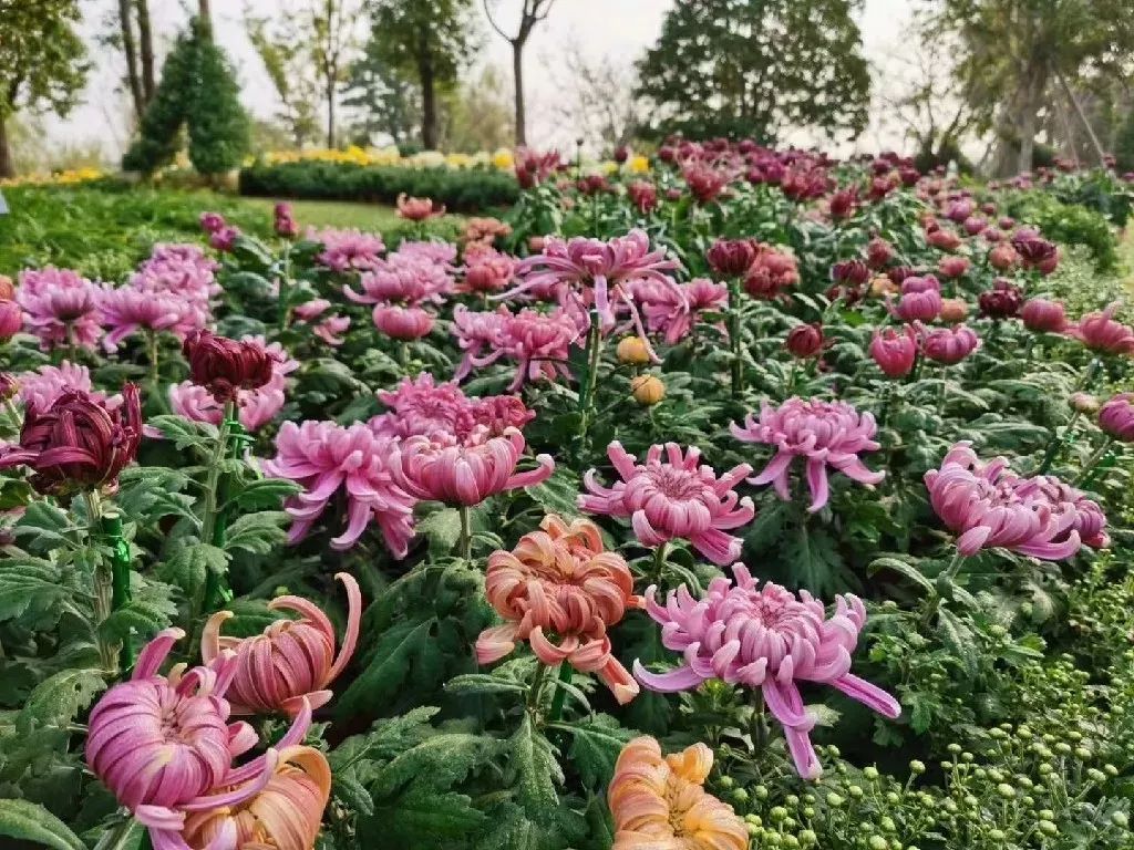 菊花种类很多,根据花期可以分为夏菊,秋菊和寒菊;根据花径大小可分为