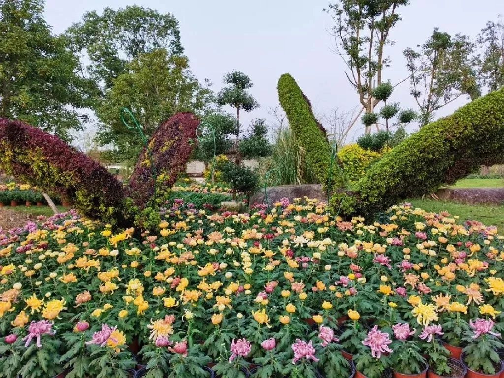 菊花种类很多,根据花期可以分为夏菊,秋菊和寒菊;根据花径大小可分为