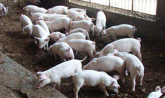 舟山唯一种猪繁育场通过验收 每年可供优质种猪约1500头