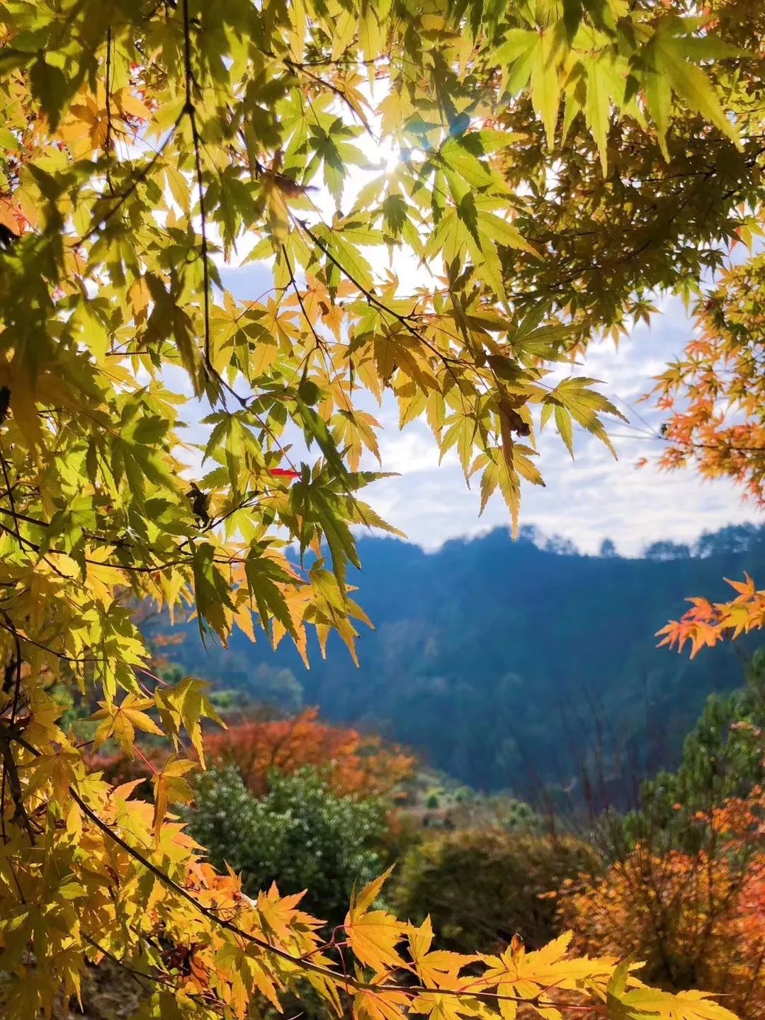 寂寞瓷村三卿口,养在深闺的枫叶林,枝头的三红柚