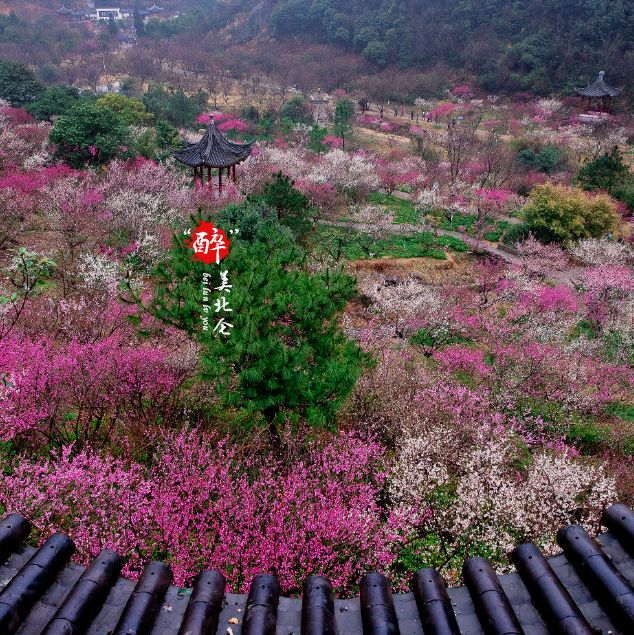 九峰山梅花园图片