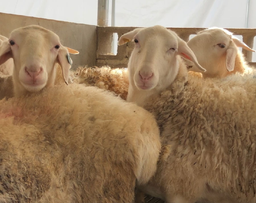 浙江湖羊走向内蒙 今天长兴羊肉飘香