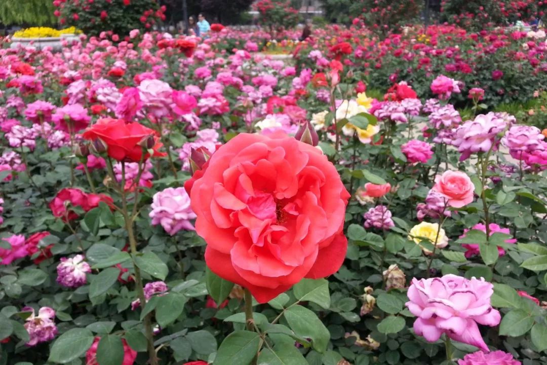 花图片大全最美壁纸(花图片唯美高清图片 风景)