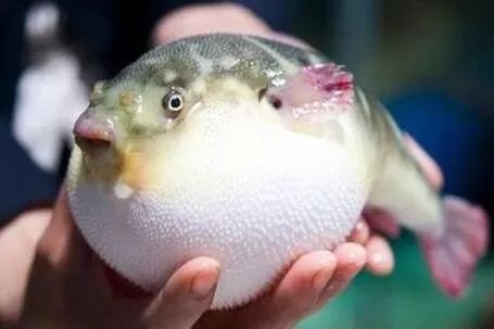 河豚不是你想卖就能卖!椒江两男子因卖河豚,被警方取保候审