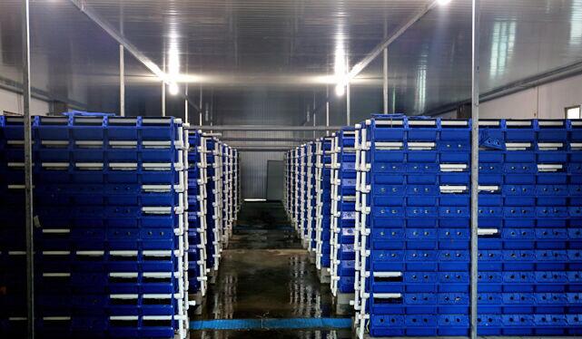 玉环青蟹住上独栋别墅 这种养殖见过吗?