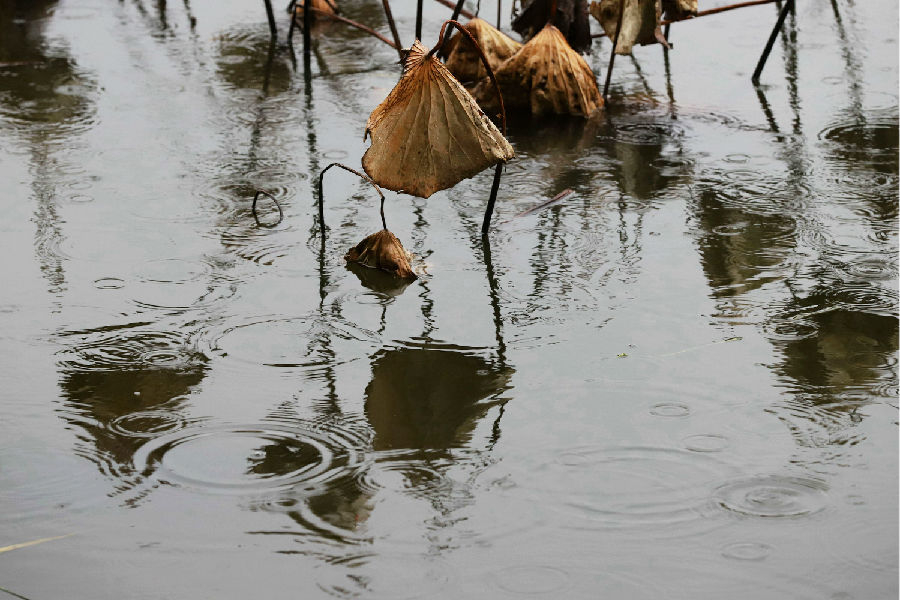 【蜂之眼】水墨江南残荷听雨 任是无情也动人
