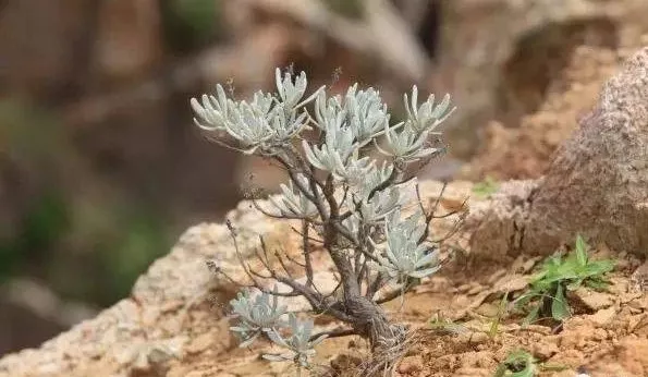 "海岛石艾草"杨玉斌:一个大喇叭喊出"花鸟速度"!
