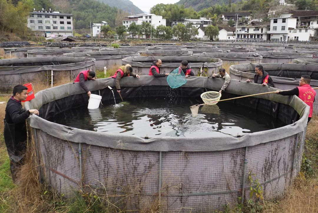 县梧桐乡金兰村党支部的党员志愿者在金兰渔业专业合作社的养殖池筛鱼