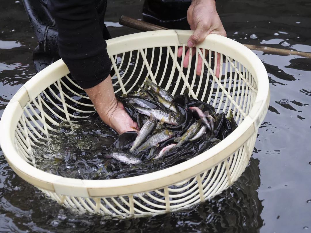 元旦春节临近,丽水各地溪水养殖鱼类货源紧俏.