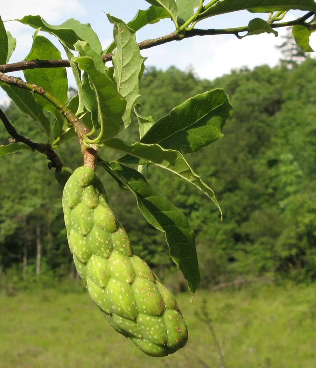 景宁木兰(果枝) 檫 木