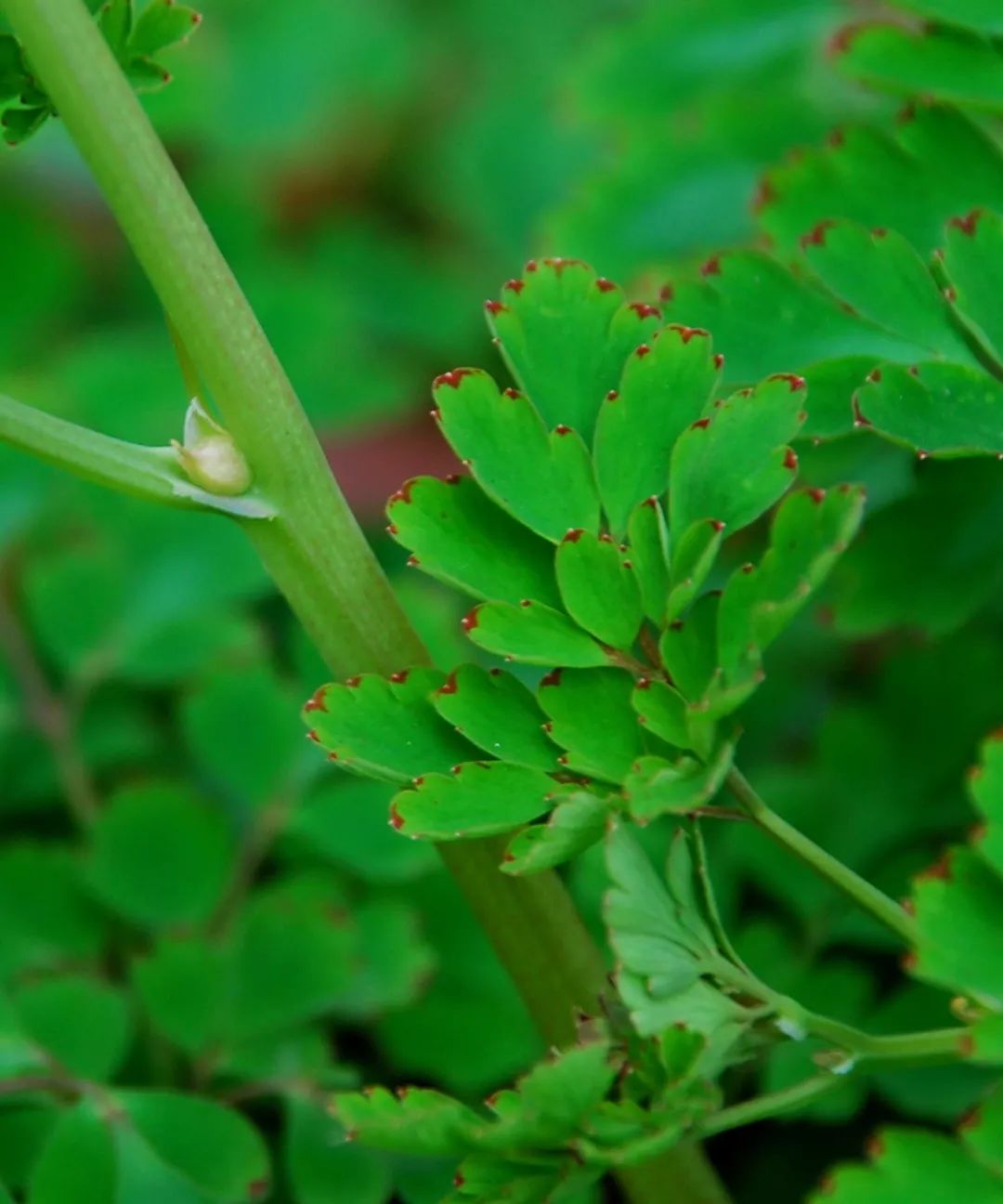 珠芽尖距紫堇(珠芽及叶片)