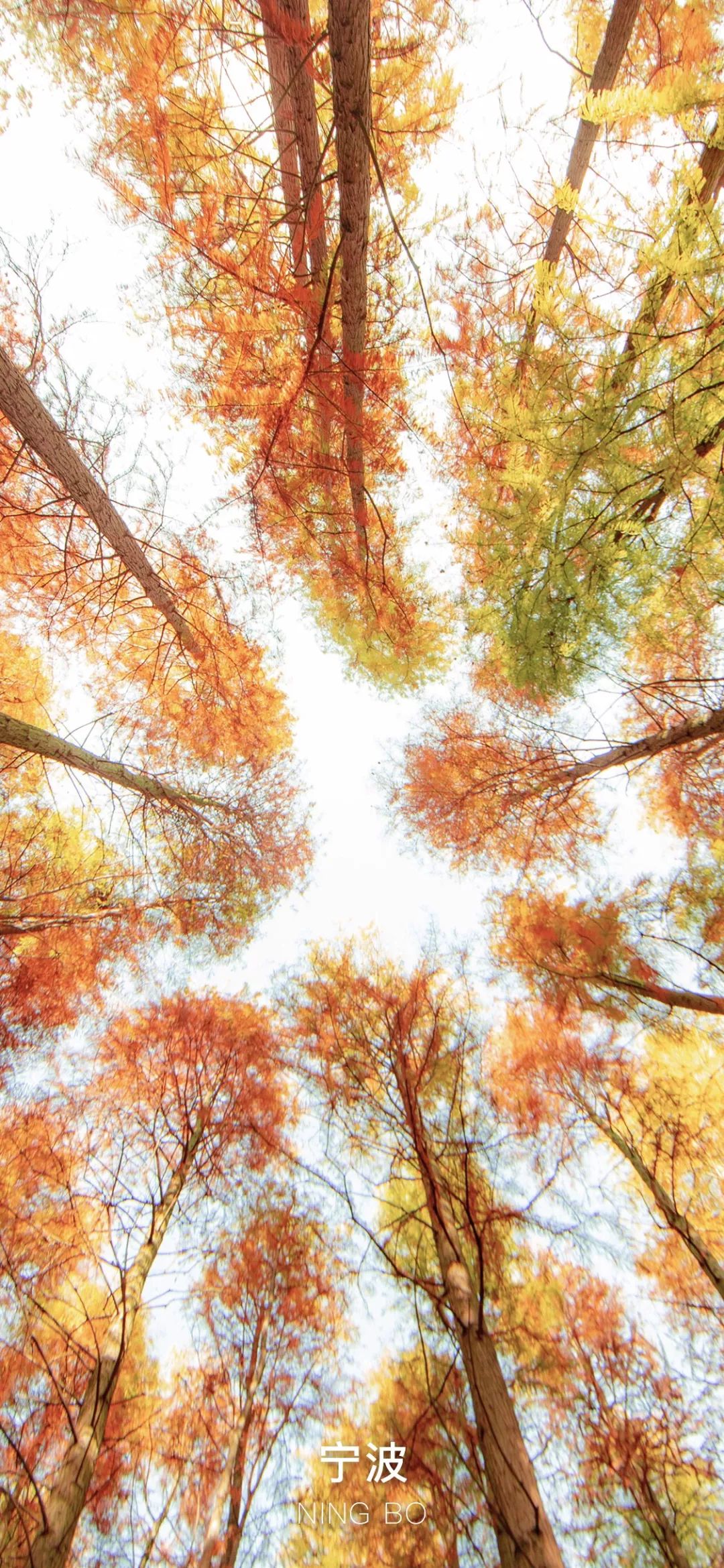 这抹浙江最美颜色,你值得拥有!