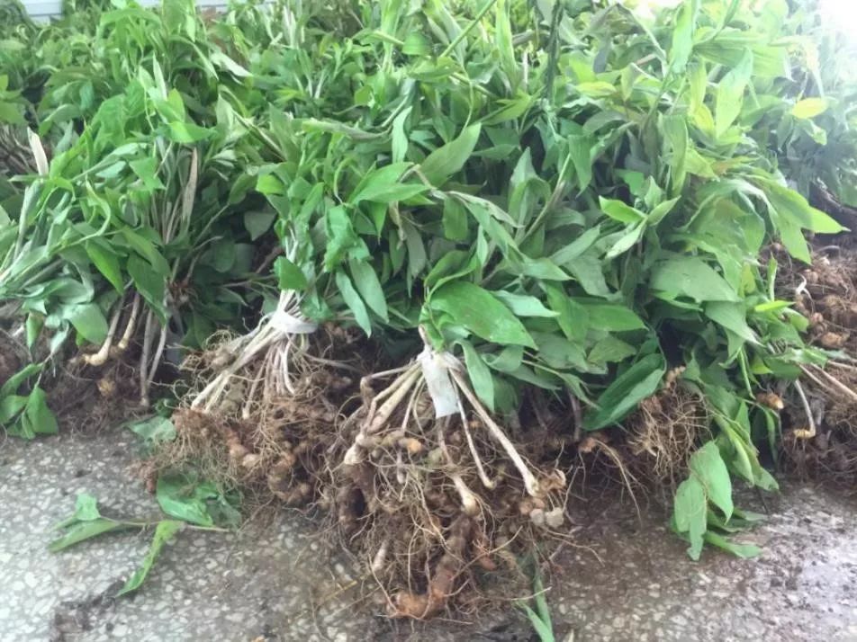 战疫情·促生产||毛竹林下多花黄精复合经营春季生产管理技术要点