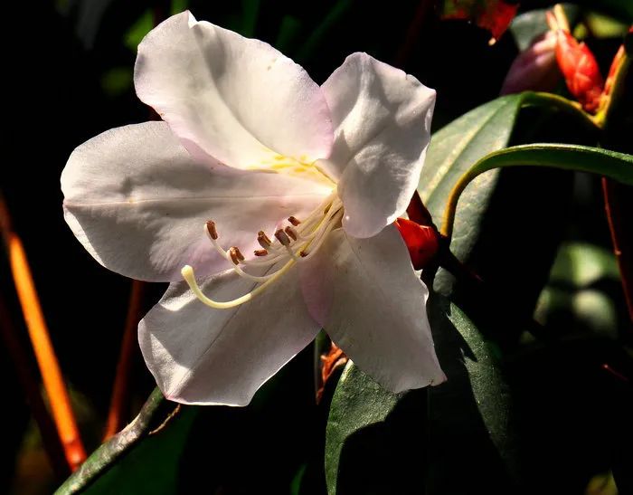 浙江野花看过来(十五) - 手机新蓝网