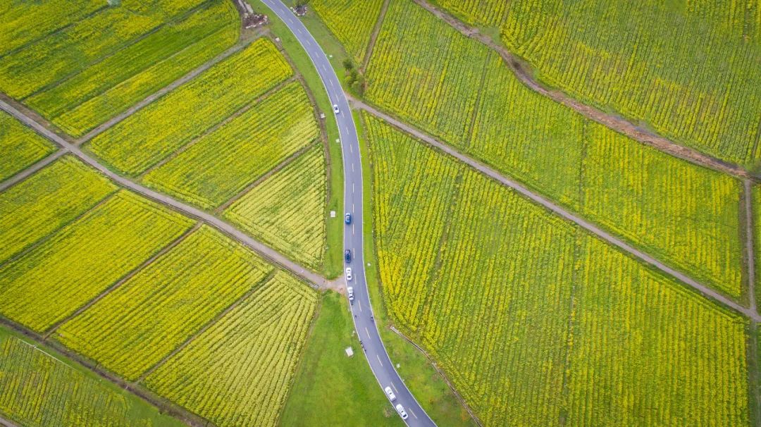360航拍云游花海超震撼七彩的油菜花你见过吗
