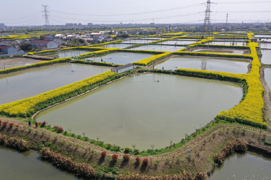 "油基鱼塘"春意浓