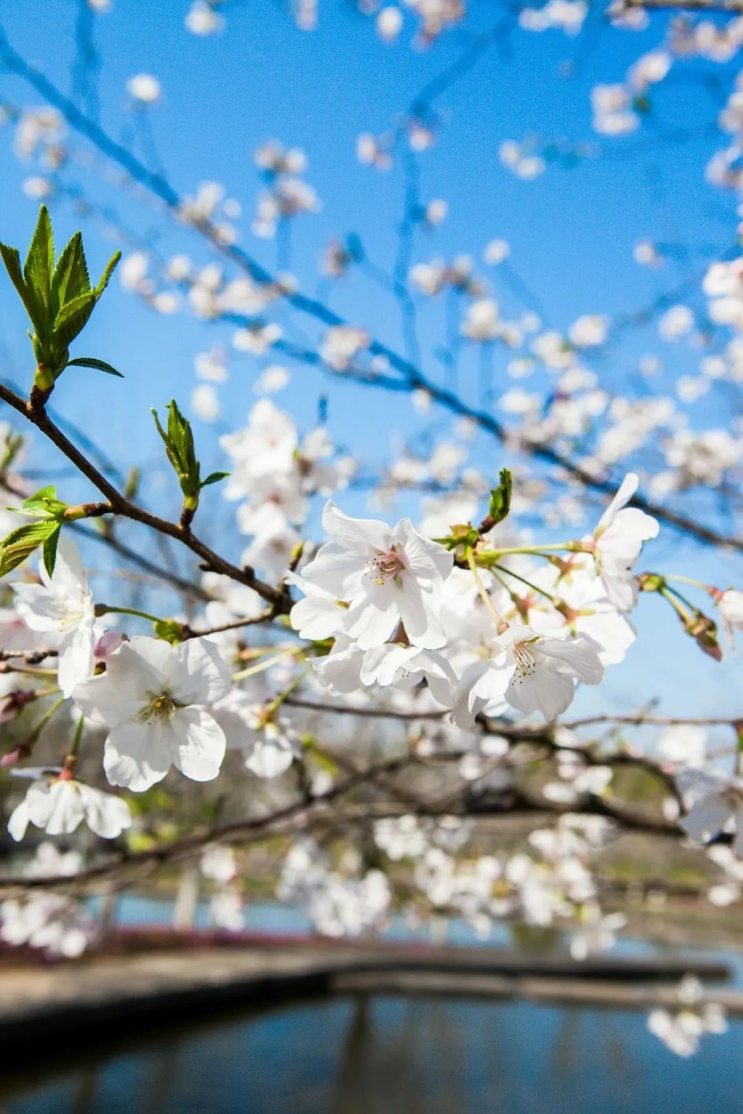 【春花⑩】溪水潺潺访早樱,金华最美樱花就在这!