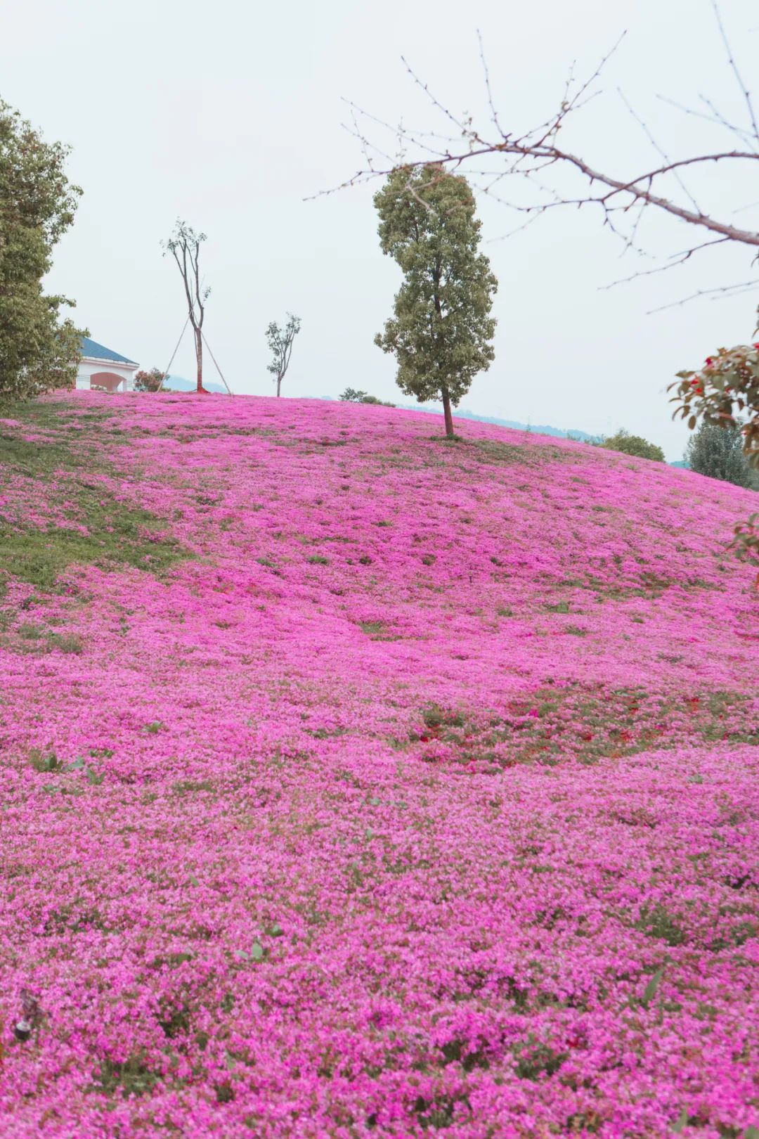 【春花】你从未见过的30万㎡粉色地毯!低头遇见铺天盖地的少女心!