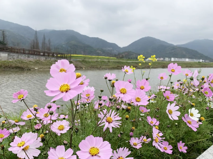 来到曹村,可以去垟心岛拍照打卡,可以在天井垟绿道骑行看花海玩游船