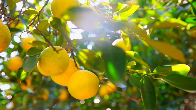 纪录片《了不起的常山胡柚》