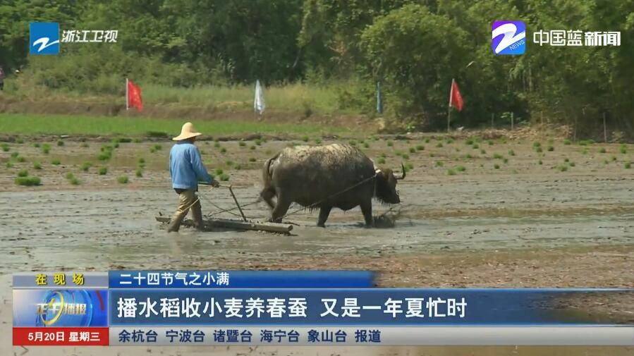 二十四节气之小满:播水稻收小麦养春蚕 又是一年夏忙时