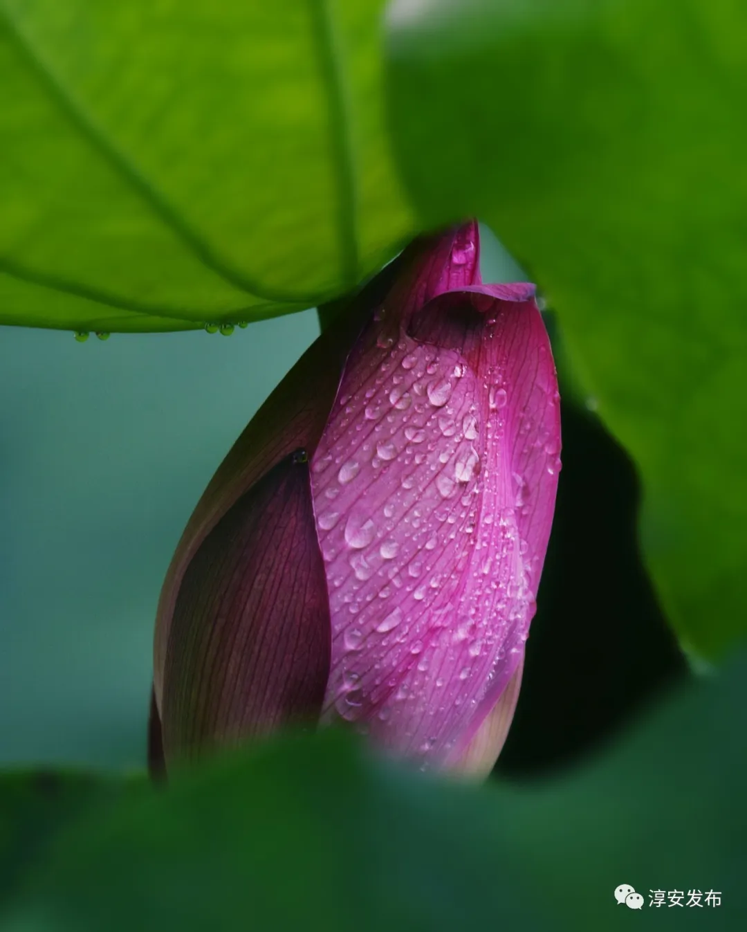 千岛湖第一波荷花已盛开!大量美图来袭