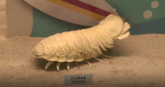 中国湿地博物馆的螃蟹馆 开进了杭州之江二小的教学楼